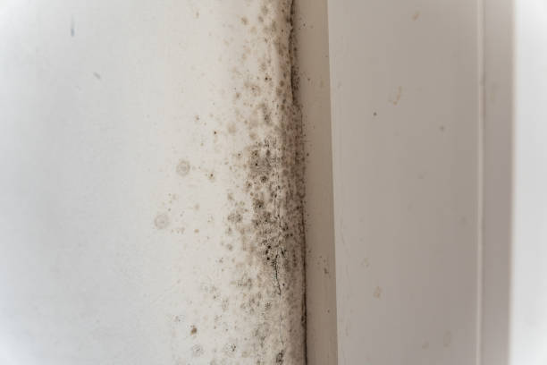 Best Emergency Mold Remediation  in Chester, VA